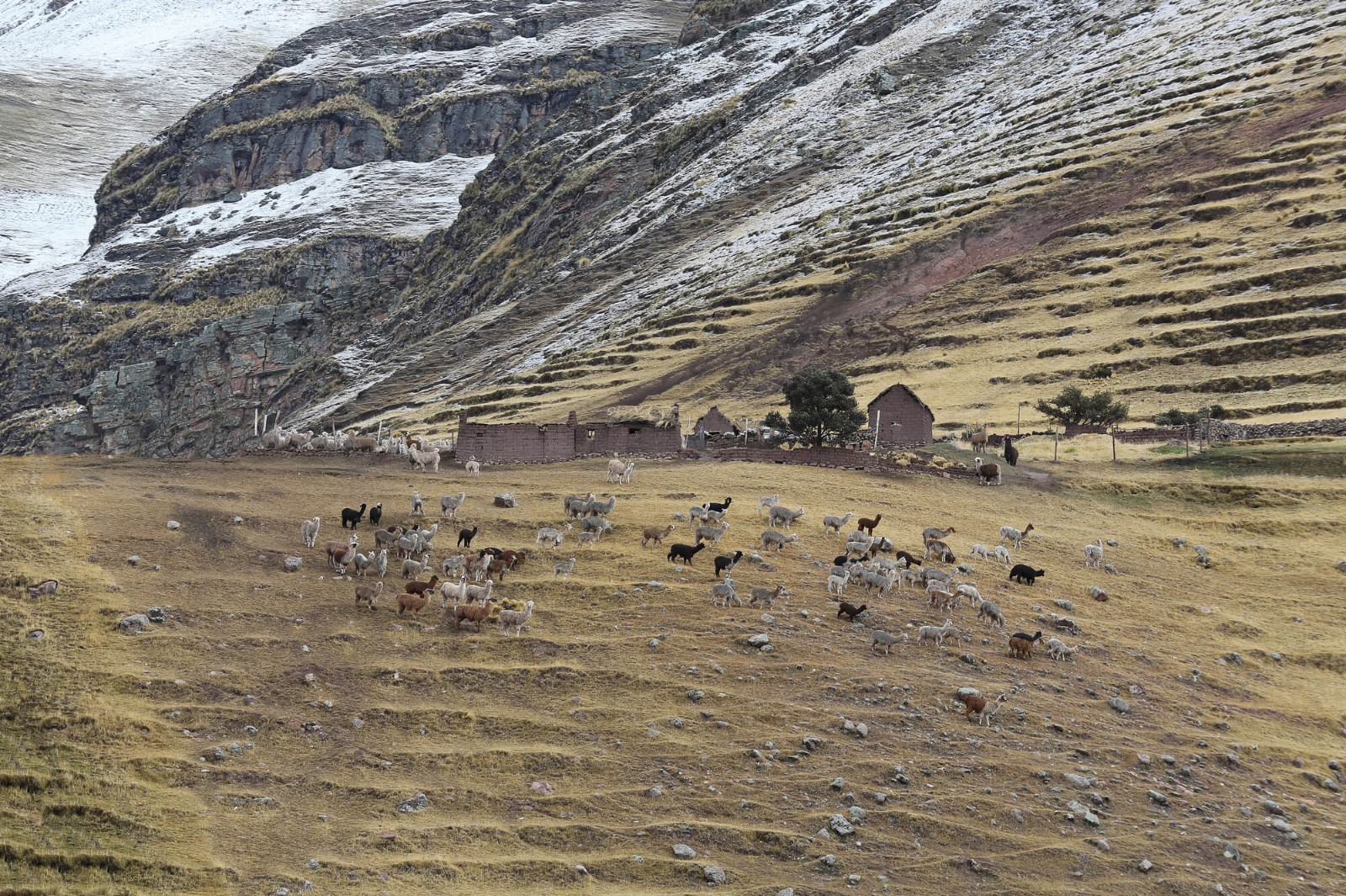 Alpacas II